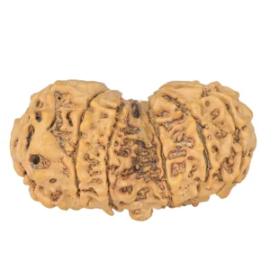 11 MK Gaurishankar 38.9mm 6.37gm - Rudraksha back