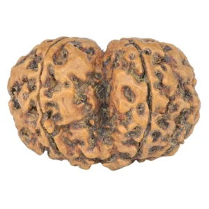 6 Mk Gaurishankar 25.1mm 2.84gm - Rudraksha back