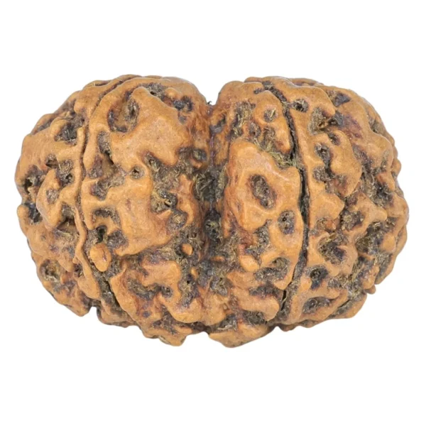 6 Mk Gaurishankar 25.1mm 2.84gm - Rudraksha back