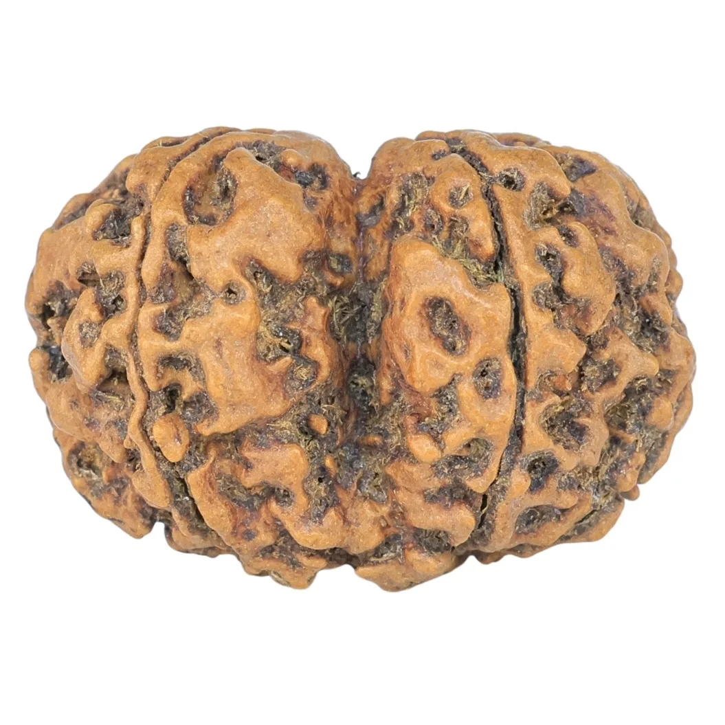 6 Mk Gaurishankar 25.1mm 2.84gm - Rudraksha back