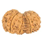 10 Mk Gaurishankar 38.4mm 7.1gm - Rudraksha back