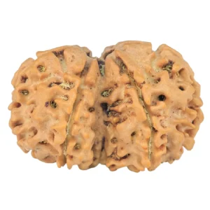 7 MK Gaurishankar 26.6mm 2.92gm - Rudraksha back