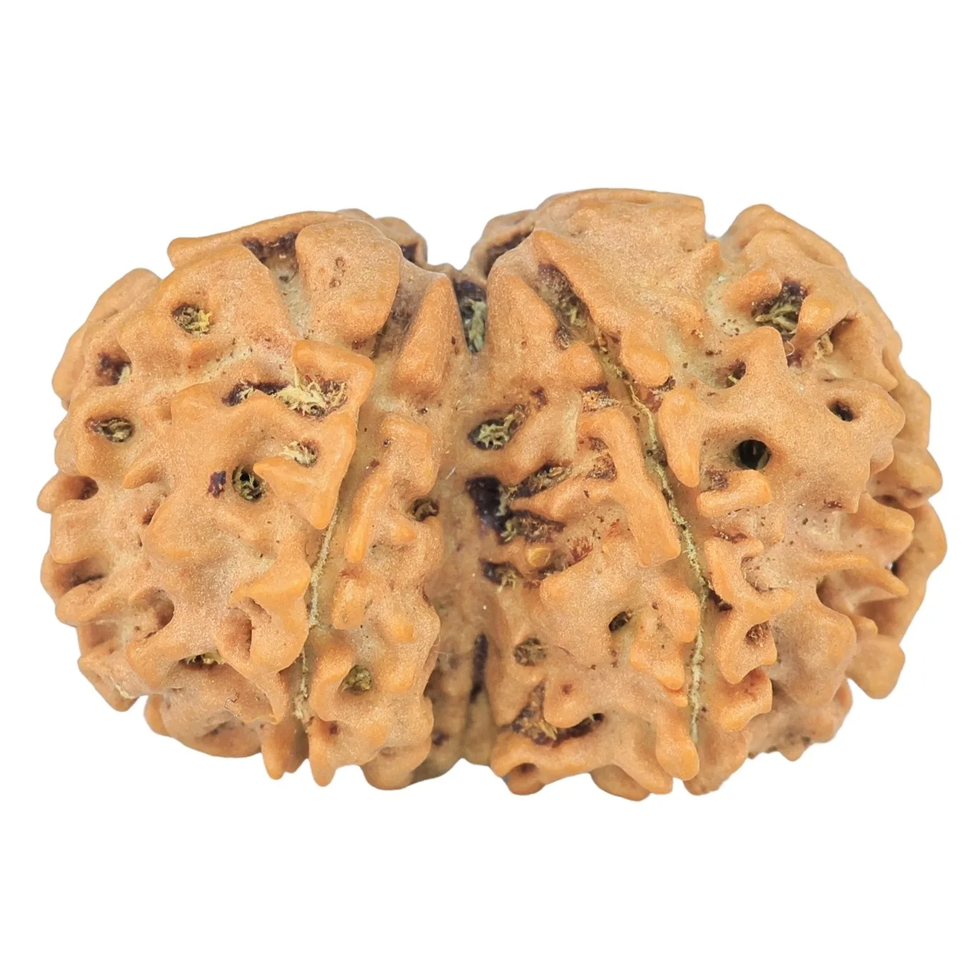 7 MK Gaurishankar 26.6mm 2.92gm - Rudraksha back