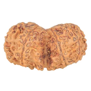 9 MK Gaurishankar 40.8mm 8.83gm - Rudraksha back