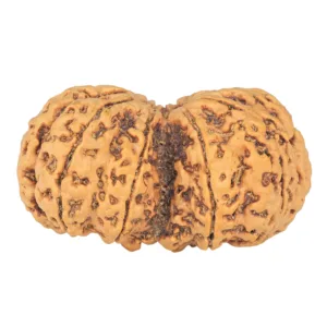 10 Mk Gaurishankar 38.8mm 8.34gm - Rudraksha back