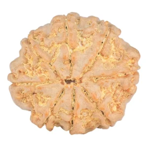 8 Mukhi Rudraksha 23.3mm 4gm - Origin: Nepal - Rudraksha back