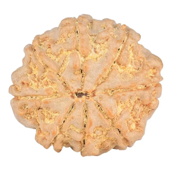 8 Mukhi Rudraksha 23.3mm 4gm - Origin: Nepal - Rudraksha back