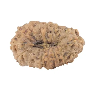17 Mukhi Rudraksha 19.7mm 1.41gm - Rudraksha back
