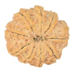 9 Mukhi Rudraksha 29.8mm 7.54gm - Rudraksha back