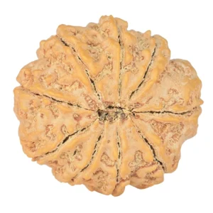 9 Mukhi Rudraksha 29.8mm 7.54gm - Rudraksha back