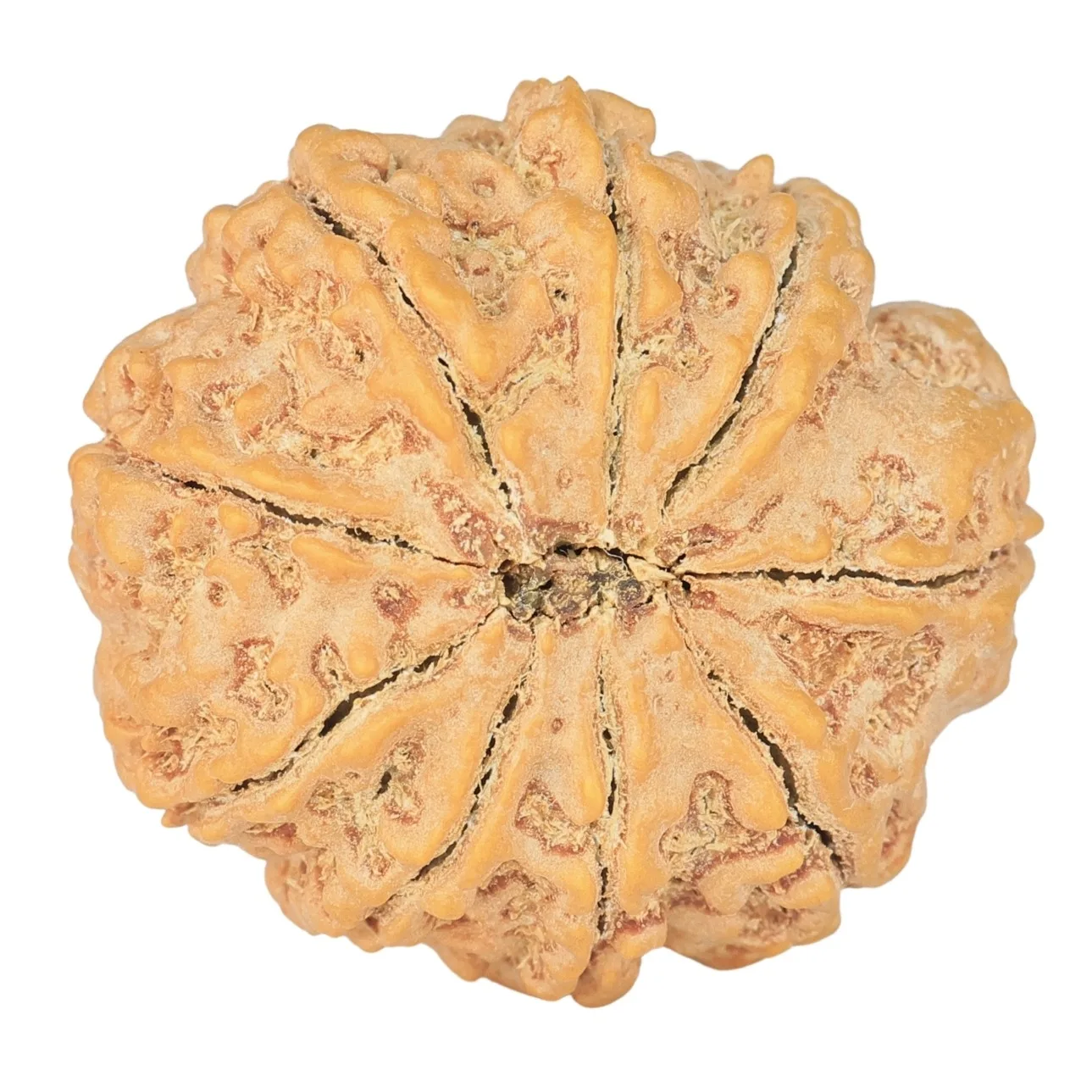 9 Mukhi Rudraksha 29.8mm 7.54gm - Rudraksha back
