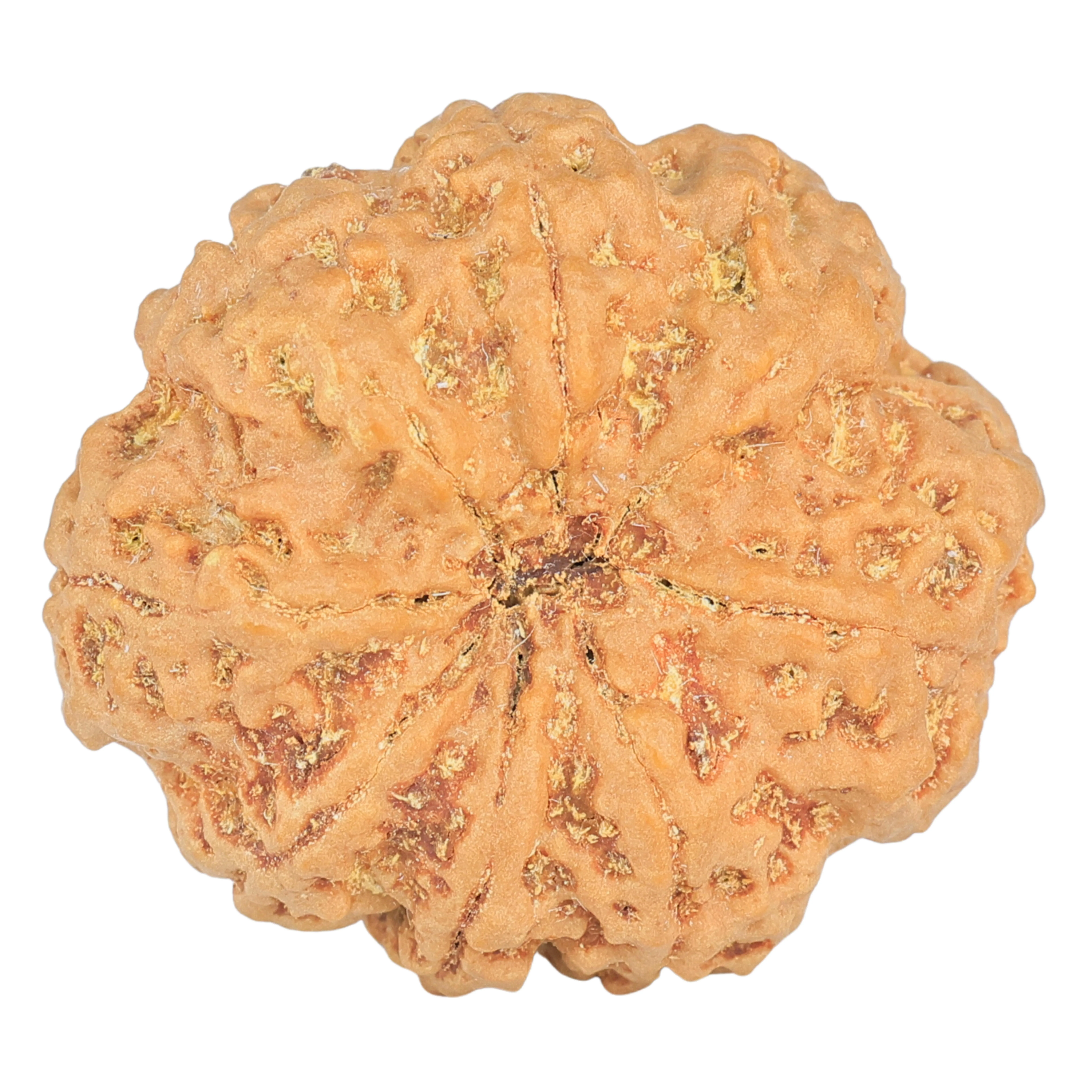 8 Mukhi Rudraksha 32.5mm 8.29gm - Rudraksha back