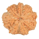 8 Mukhi Rudraksha 28.8mm 7.45gm - Rudraksha back