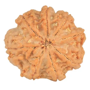8 Mukhi Rudraksha 28.8mm 7.45gm - Rudraksha back