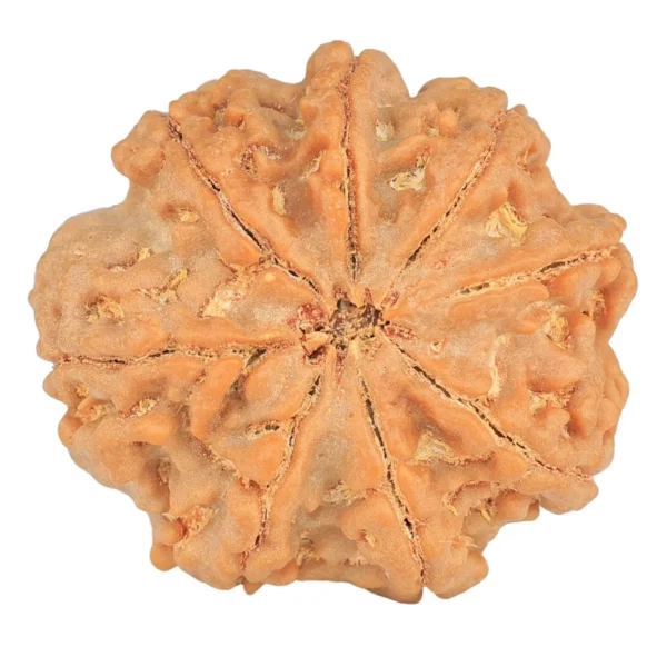 8 Mukhi Rudraksha 28.8mm 7.45gm - Rudraksha back