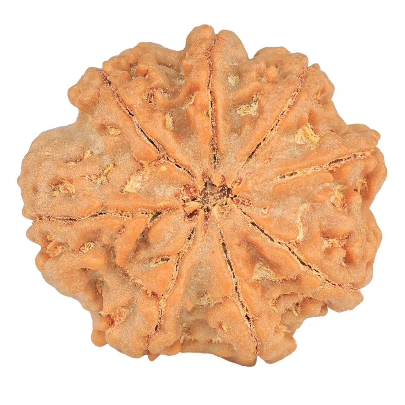 8 Mukhi Rudraksha 28.8mm 7.45gm - Rudraksha back