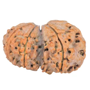 7 MK Gaurishankar 28.8mm 3.79gm - Rudraksha back