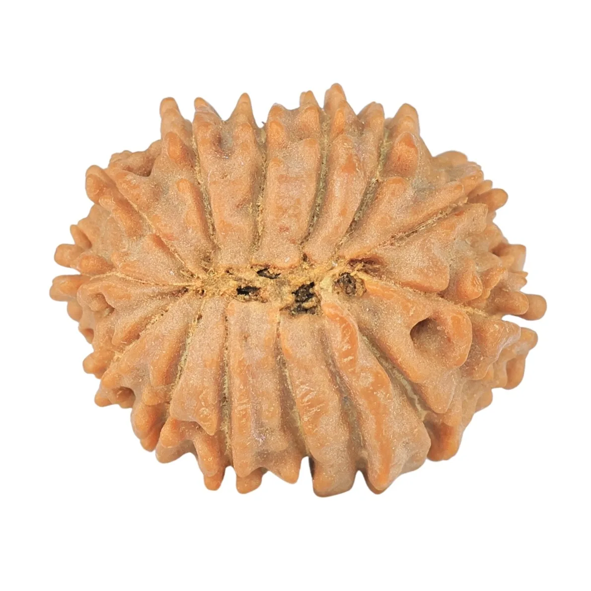 14 Mukhi Rudraksha 20.1mm 2.19gm - Rudraksha back