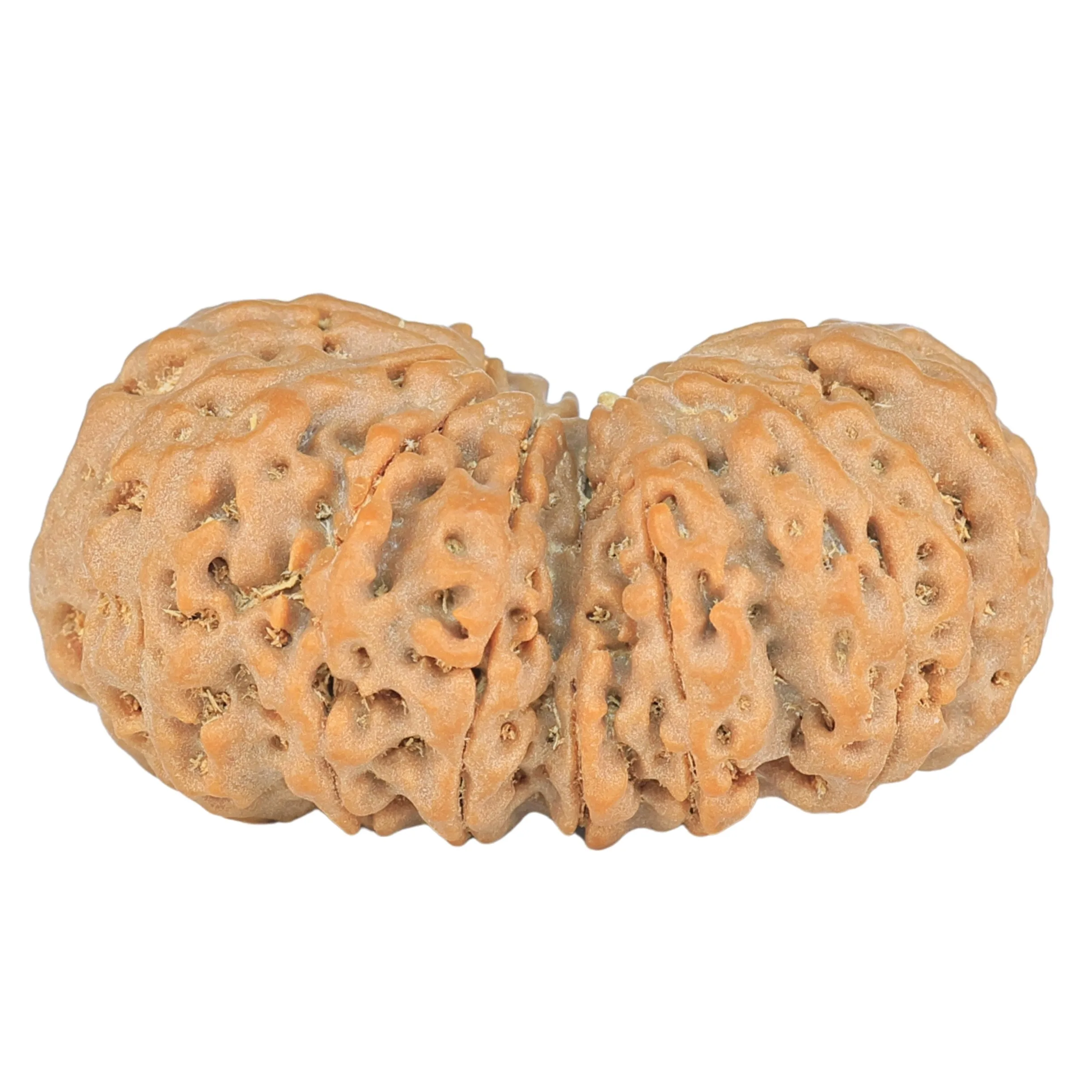 14 Mk Gaurishankar 31.3mm 5.41gm - Rudraksha back