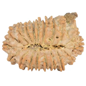 19 Mukhi Ganesh 32.1mm 5.33gm - Rudraksha back