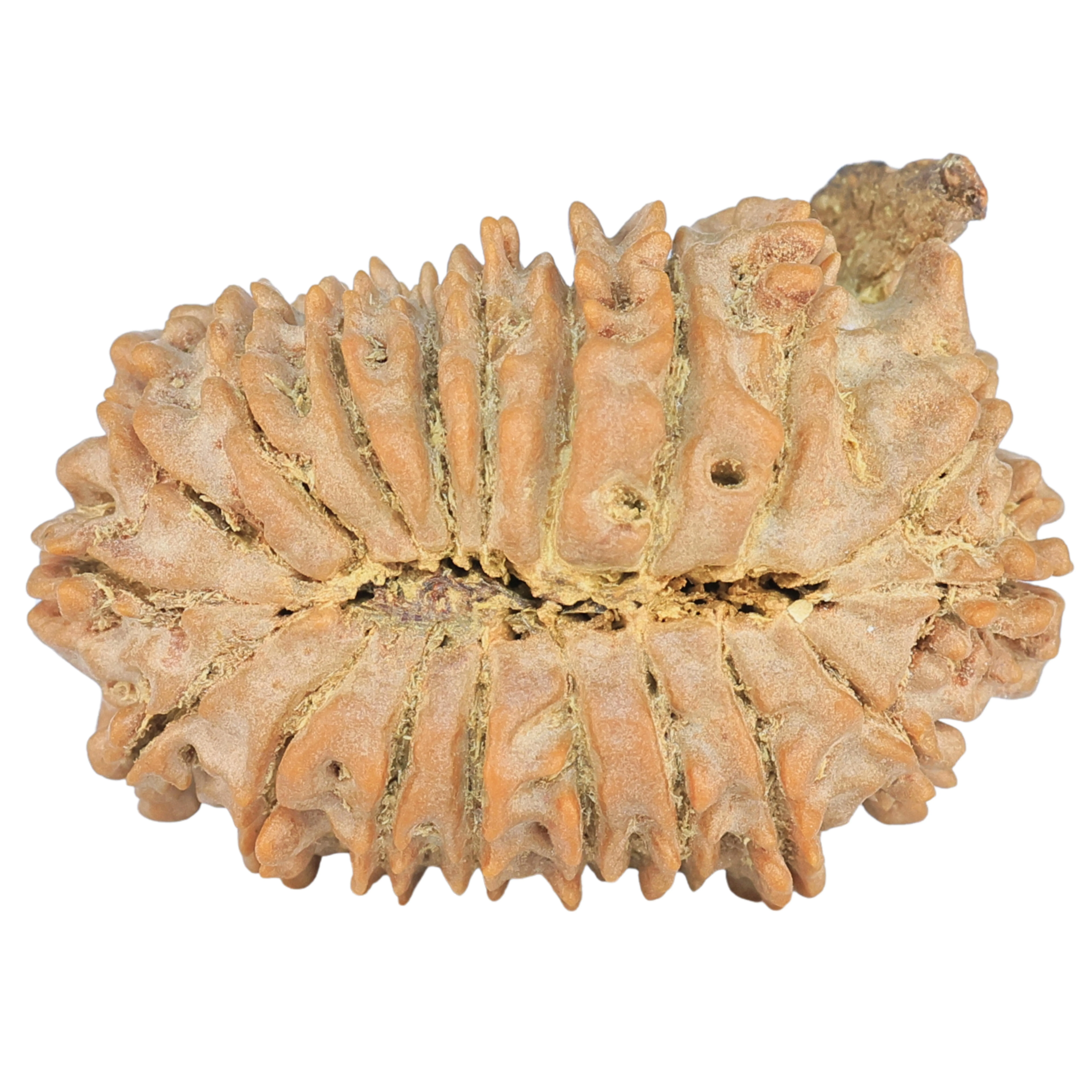 19 Mukhi Ganesh 32.1mm 5.33gm - Rudraksha back