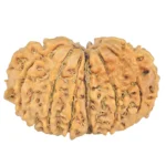 13 MK Gaurishankar 29.5mm 4.14gm - Rudraksha back