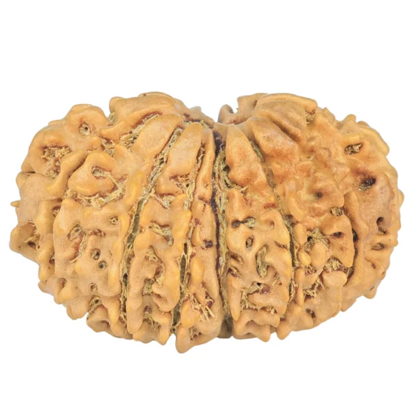 13 MK Gaurishankar 29.5mm 4.14gm - Rudraksha back