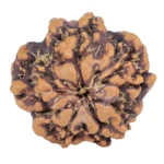 1MK(Underdeveloped) 21.1mm 2.8gm - Rudraksha back