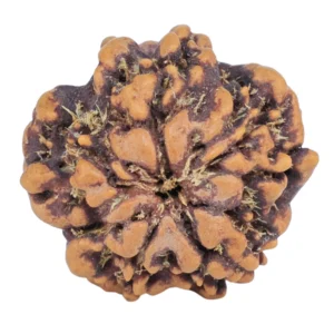 1MK(Underdeveloped) 21.1mm 2.8gm - Rudraksha back