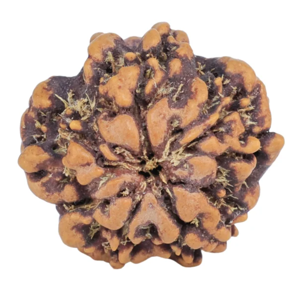 1MK(Underdeveloped) 21.1mm 2.8gm - Rudraksha back