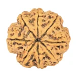 8 Mukhi Rudraksha 26.9mm 4.99gm - Rudraksha back
