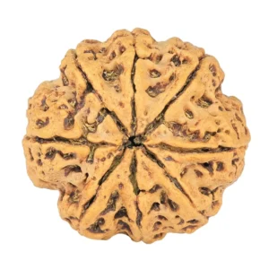 8 Mukhi Rudraksha 26.9mm 4.99gm - Rudraksha back