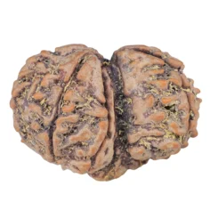 7 MK Gaurishankar 27.9mm 4gm - Rudraksha back