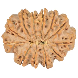 12 Mukhi Rudraksha 36.9mm 9.72gm - Rudraksha back