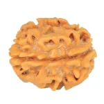 1 Mukhi Rudraksha 18.9mm 2.16gm - Rudraksha back