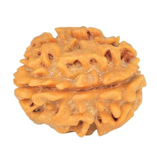 1 Mukhi Rudraksha 18.9mm 2.16gm - Rudraksha back