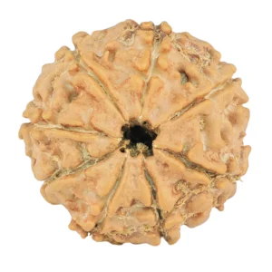 8 Mukhi Rudraksha 20.4mm 2.51gm - Rudraksha back