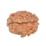 1 Mukhi Rudraksha 21.7mm 2.7gm - Rudraksha back