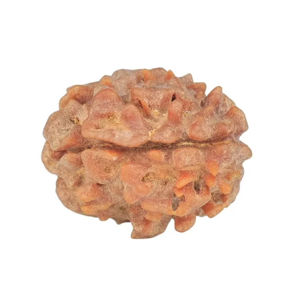 1 Mukhi Rudraksha 21.7mm 2.7gm - Rudraksha back