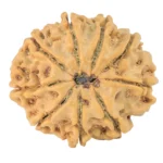 9 Mukhi Rudraksha 26.8mm 5gm - Rudraksha back