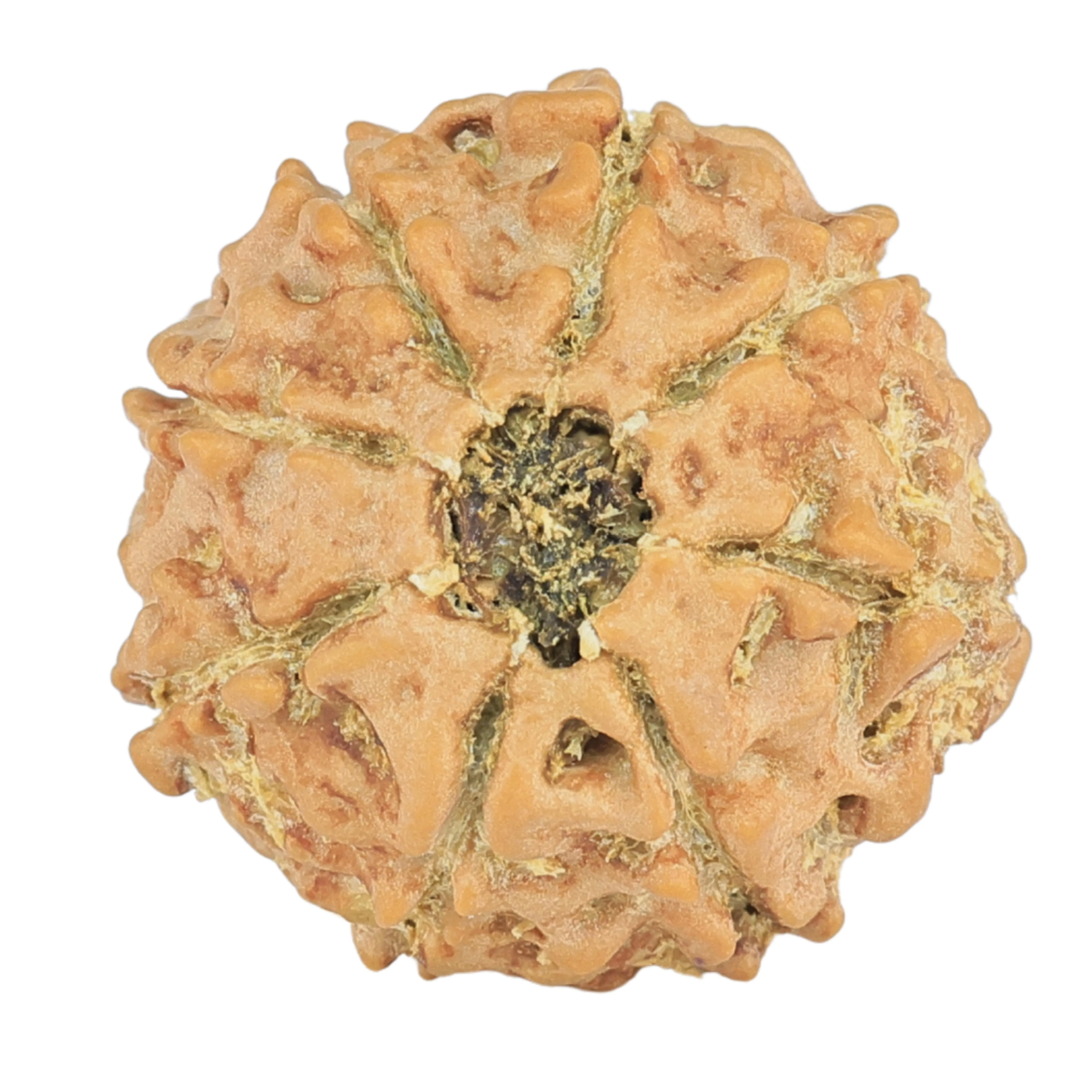 8 Mukhi Rudraksha 19.2mm 2.27gm - Rudraksha back