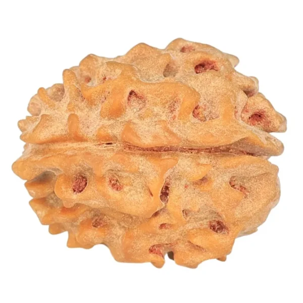 1 Mukhi Rudraksha 19.7mm 2.27gm - Rudraksha back