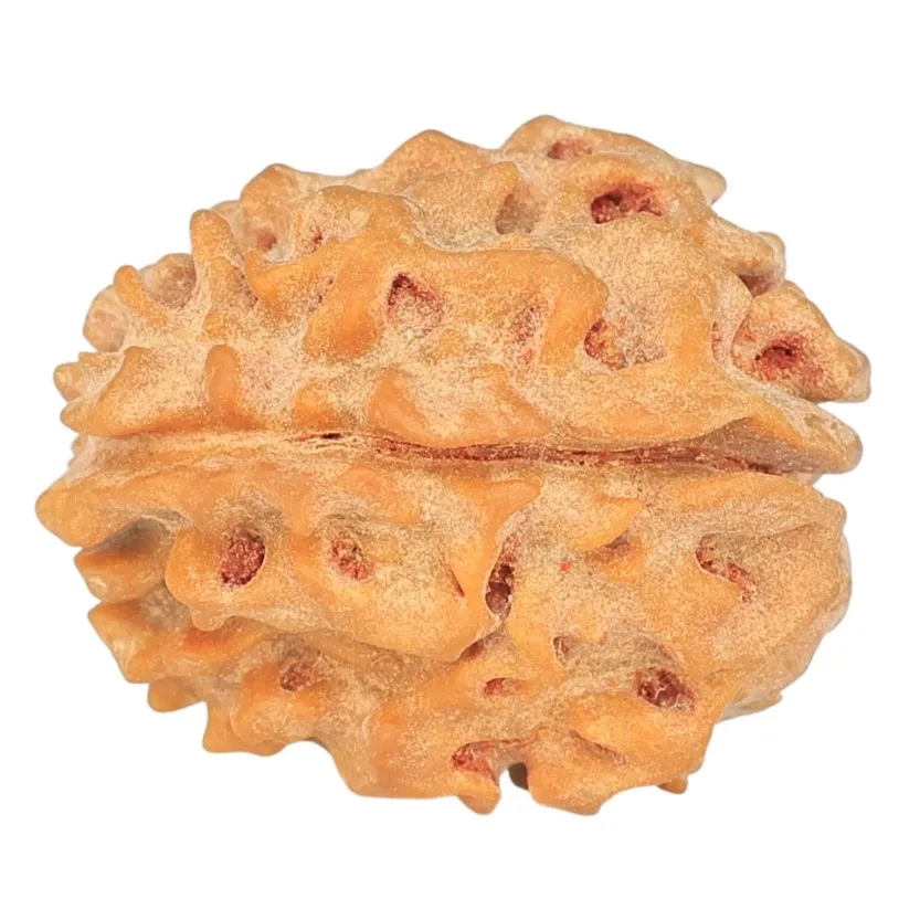 1 Mukhi Rudraksha 19.7mm 2.27gm - Rudraksha back