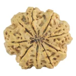 9 Mukhi Rudraksha 30.1mm 6.82gm - Rudraksha back