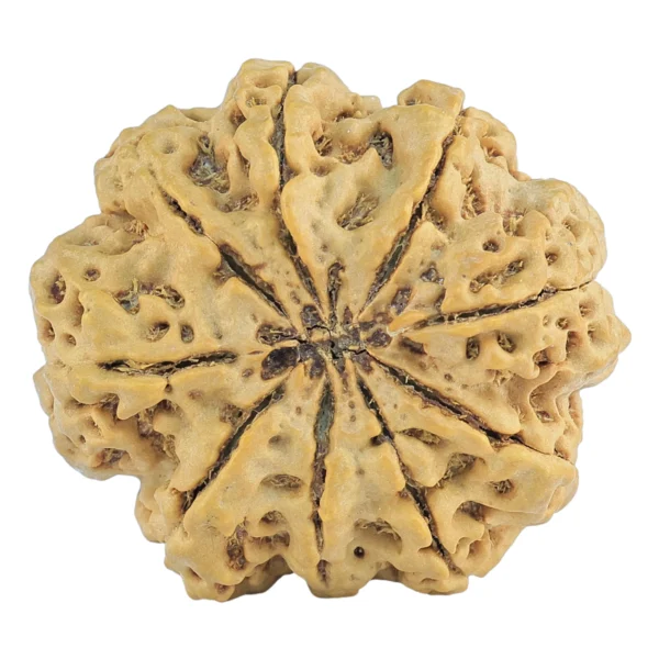 9 Mukhi Rudraksha 30.1mm 6.82gm - Rudraksha back
