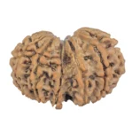 13 MK Gaurishankar 29.1mm 4.59gm - Rudraksha back