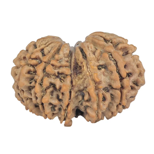 13 MK Gaurishankar 29.1mm 4.59gm - Rudraksha back