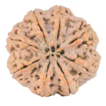 8 Mukhi Rudraksha 32.3mm 9.51gm - Rudraksha back