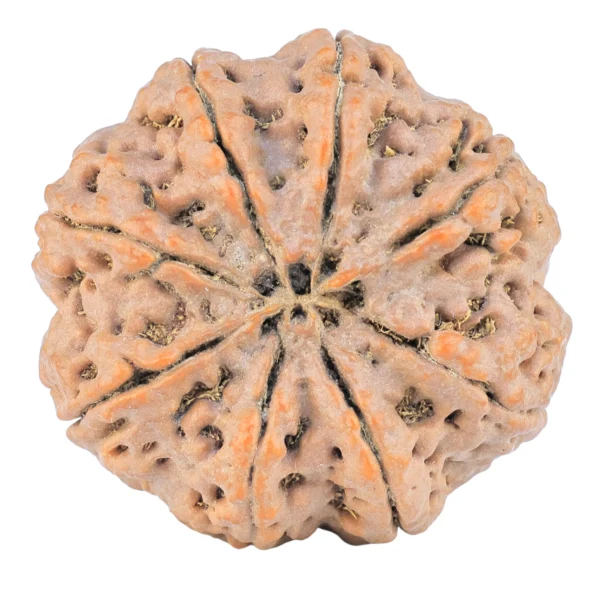 8 Mukhi Rudraksha 32.3mm 9.51gm - Rudraksha back