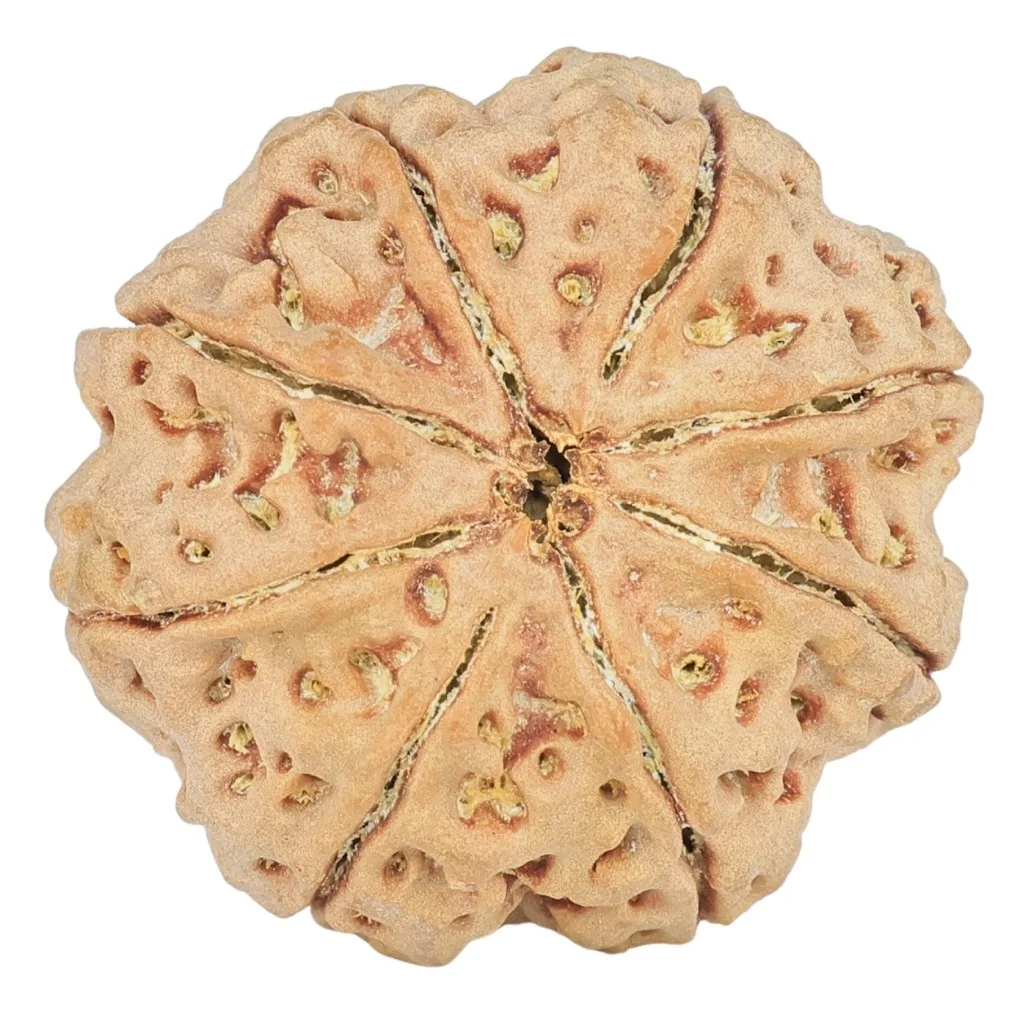 8 Mukhi Rudraksha 27.2mm 7gm - Rudraksha back